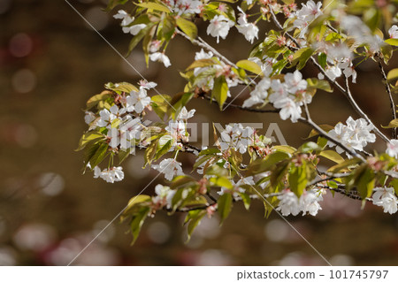 基本野櫻花開花 基本野櫻花開花 101745797