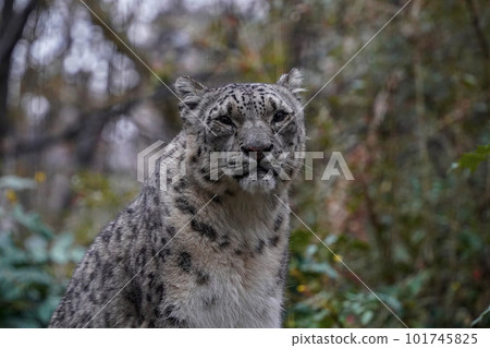Portrait of a snow leopard, Panthera uncia looking at you 101745825