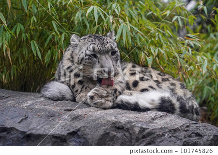 Portrait of a snow leopard, Panthera uncia while cleaning paws 101745826