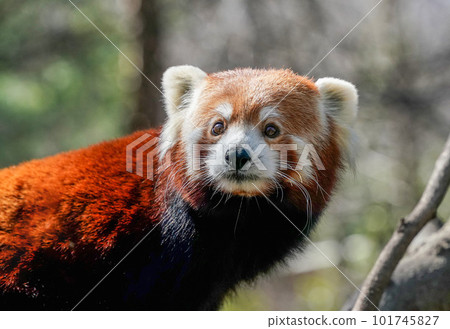 Red panda close up portrait looking at you 101745827