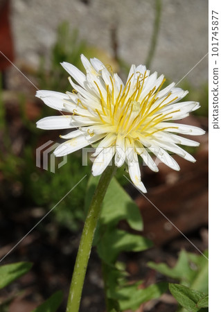 白花蒲公英,瀕危物種 白花蒲公英,瀕危物種 101745877