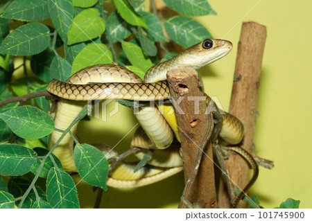 The Radiated Ratsnakes or Copperheas Rat Sanake 101745900