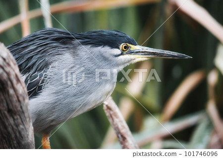 Close-up portrait of a Striated Heron (Butorides striata species), selective focus with a blurry background 101746096