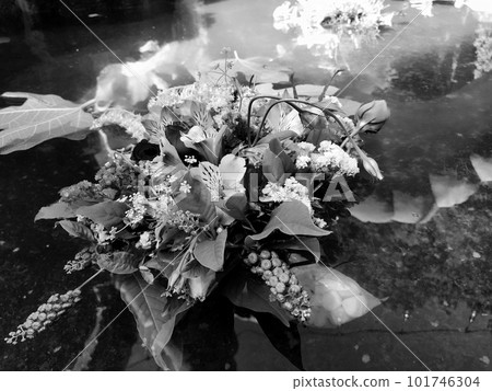 Roses in a bouquet floating in the water of a pond. Plucked buds as decoration for a summer holiday. Ivan Kupala summer solstice festival. Black and white monochrome photography retro vintage style 101746304