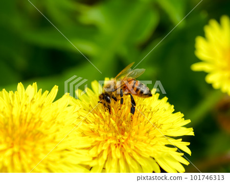 在蒲公英的蜂 在蒲公英的蜂 101746313