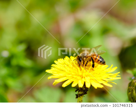 Bee on a dandelion Bee on a dandelion 101746315