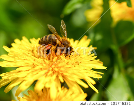 Bee on a dandelion 101746321