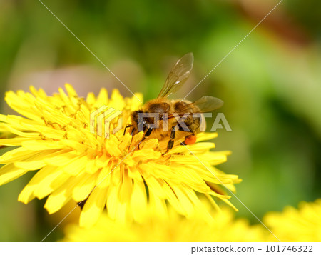 Bee on a dandelion 101746322