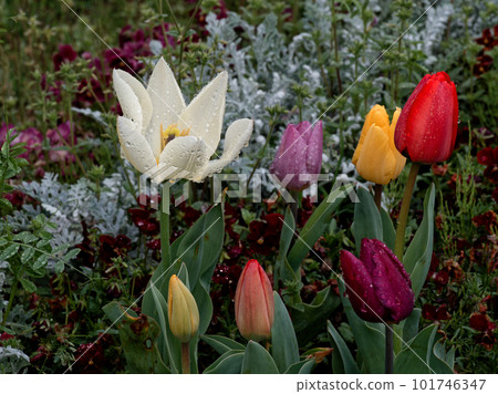 春天花壇雨天 101746347