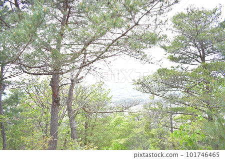 森林沐浴 森林沐浴 101746465