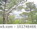 Forest bathing 101746466