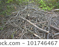 Forest bathing 101746467