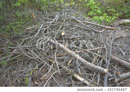 Forest bathing 101746467