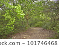 Forest bathing 101746468