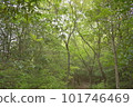 Forest bathing 101746469