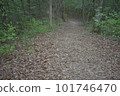 Forest bathing 101746470