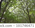 Forest bathing 101746471