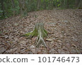 Forest bathing 101746473