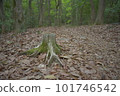 Forest bathing 101746542