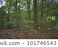Forest bathing 101746543