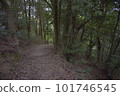 Forest bathing 101746545