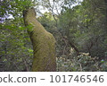 Forest bathing 101746546