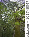 Forest bathing 101746547