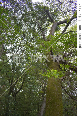 Forest bathing 101746547