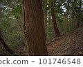 Forest bathing 101746548