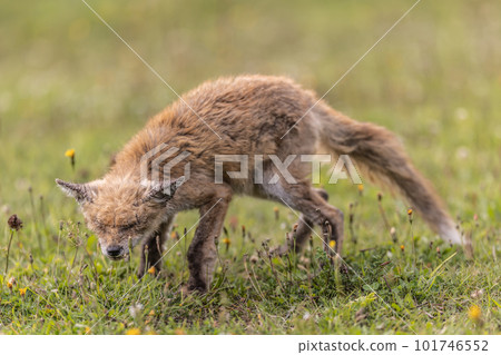 An old and sick fox wanders the countryside looking for food. An old and sick fox wanders the countryside looking for food. 101746552