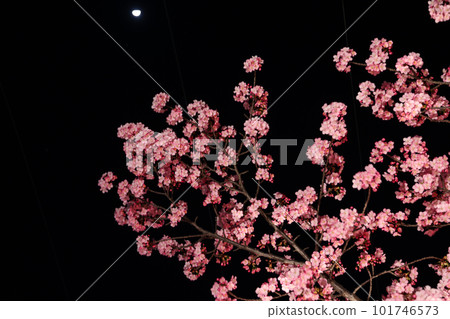 Kawazu cherry tree at night Kawazu cherry tree at night 101746573
