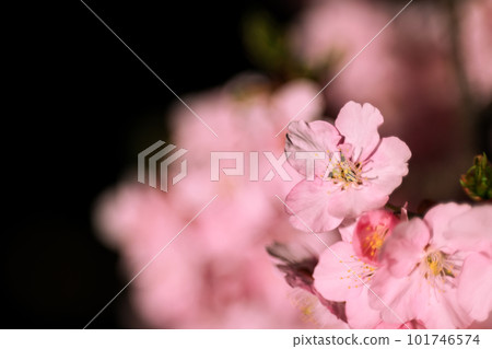 Kawazu櫻桃樹在晚上 Kawazu櫻桃樹在晚上 101746574