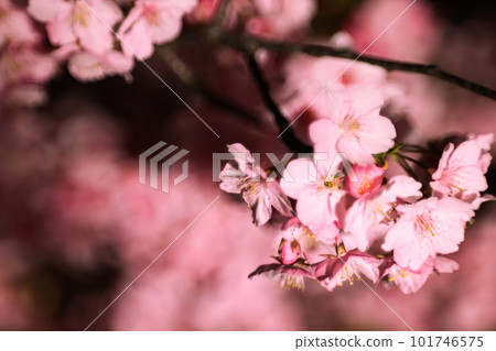 Kawazu櫻桃樹在晚上 Kawazu櫻桃樹在晚上 101746575