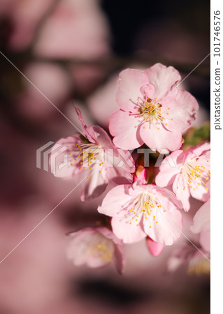 Kawazu cherry tree at night Kawazu cherry tree at night 101746576
