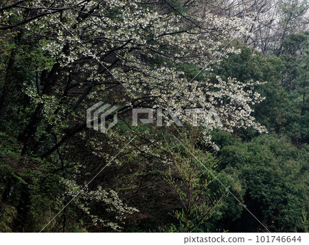 Mountain Laughing Season The color of wild cherry blossoms Mountain Laughing Season The color of wild cherry blossoms 101746644