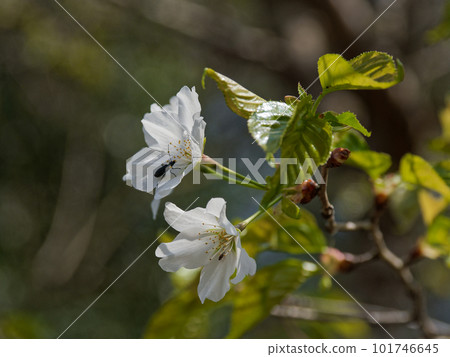 Wild cherry blossom species endemic to Japan Yamazakura Wild cherry blossom species endemic to Japan Yamazakura 101746645
