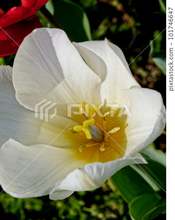 Spring flower bed tulip Spring flower bed tulip 101746647