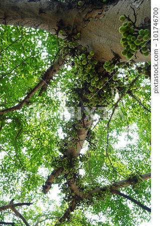 Cluster of Ficus racemosa or fig or Indian fig fruit on tree in Jakarta, Indonesia. 101746700