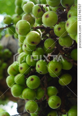 Cluster of Ficus racemosa or fig or Indian fig fruit on tree in Jakarta, Indonesia. Cluster of Ficus racemosa or fig or Indian fig fruit on tree in Jakarta, Indonesia. 101746707