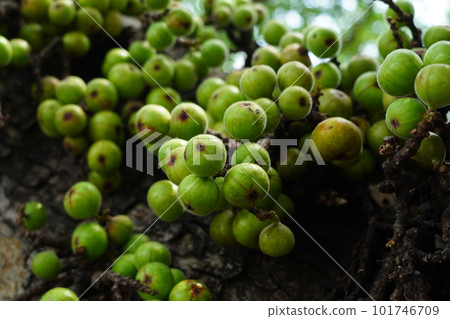 Cluster of Ficus racemosa or fig or Indian fig fruit on tree in Jakarta, Indonesia. Cluster of Ficus racemosa or fig or Indian fig fruit on tree in Jakarta, Indonesia. 101746709