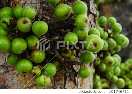 Cluster of Ficus racemosa or fig or Indian fig fruit on tree in Jakarta, Indonesia. Cluster of Ficus racemosa or fig or Indian fig fruit on tree in Jakarta, Indonesia. 101746711