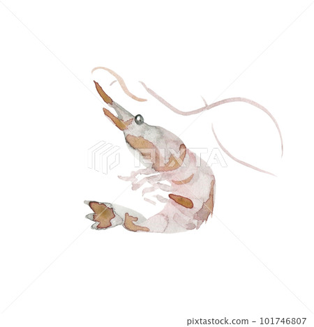 Shiba ebi facing left Shiba ebi facing left 101746807