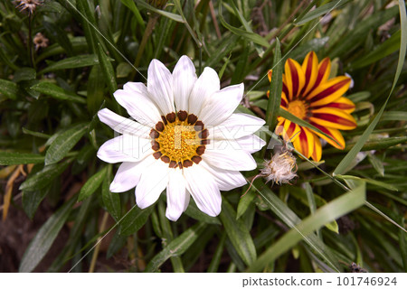 Group of two Indian flowers, orange and white Group of two Indian flowers, orange and white 101746924