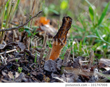 一種優良的食用菌柴見竹 一種優良的食用菌柴見竹 101747008