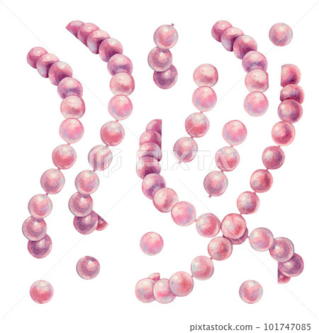 Watercolor hand drawn illustration of sea pearl bracelet. Groups and individual beads for the design of patterns, invitations, cards, wallpapers, postcards Elements isolated on white background Watercolor hand drawn illustration of sea pearl bracelet. Groups and individual beads for the design of patterns, invitations, cards, wallpapers, postcards Elements isolated on white background 101747085