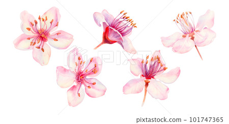 Watercolor spring sakura flowers, japanese cherry. Illustrations of blooming realistic rose petals, flowers, branches, cherry leaves. Elements isolated on white background Watercolor spring sakura flowers, japanese cherry. Illustrations of blooming realistic rose petals, flowers, branches, cherry leaves. Elements isolated on white background 101747365