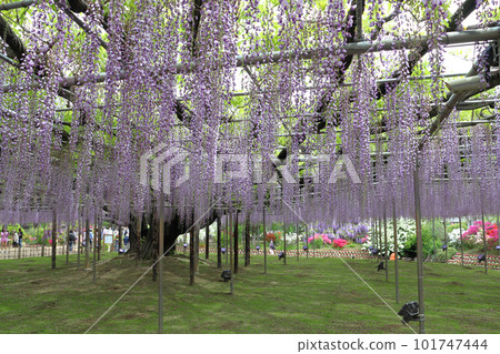 足利花卉公園:大紫藤架(Hasama Fuji) 足利花卉公園:大紫藤架(Hasama Fuji) 101747444