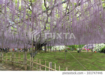 足利花卉公園:大紫藤架(Hasama Fuji) 足利花卉公園:大紫藤架(Hasama Fuji) 101747446