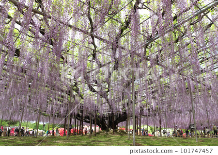 足利花卉公園:大紫藤架(Hasama Fuji) 足利花卉公園:大紫藤架(Hasama Fuji) 101747457