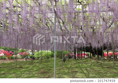 Ashikaga Flower Park: Great Wisteria Shelf (Hasama Fuji) Ashikaga Flower Park: Great Wisteria Shelf (Hasama Fuji) 101747459